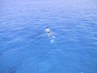 С маской и ластами